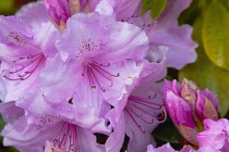 Plants, Flowers, Rhododendron, Rhododendron russatum growing outdoor in garden. Flora