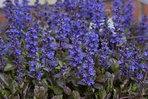 Plants, Mass of flower spikes of Bugle, Ajuga reptans growing outdoor in a garden container. Flowers Flora