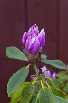 Plants, Flowers, Rhododendron, Rhododendron russatum growing outdoor in garden. Flora