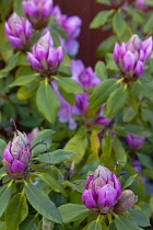 Plants, Flowers, Rhododendron, Rhododendron russatum growing outdoor in garden. Flora