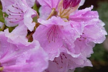 Plants, Flowers, Rhododendron, Rhododendron russatum growing outdoor in garden. Flora