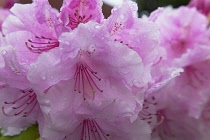 Plants, Flowers, Rhododendron, Rhododendron russatum growing outdoor in garden. Flora