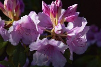 Plants, Flowers, Rhododendron, Rhododendron russatum growing outdoor in garden. Flora