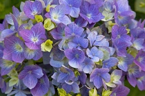 Plants, Flowers, Hydrangea, Close up of pink and mauve coloured flowers growing outdoor. Flora