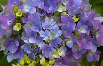 Plants, Flowers, Hydrangea, Close up of pink and mauve coloured flowers growing outdoor. Flora