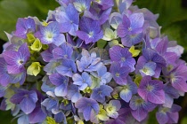 Plants, Flowers, Hydrangea, Close up of pink and mauve coloured flowers growing outdoor. Flora