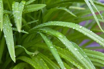Plants, Foliage, Water droplets on green leaves in garden.