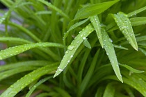 Plants, Foliage, Water droplets on green leaves in garden.