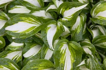 Plants, Variegated Hosta plant leaves with rain drops.