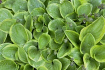 Plants, Variegated Hosta plant leaves with rain drops.