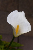 Plants, Flowers, Single White Lily, Arum lily, Calla lily, Arum growing outdoor in garden. Flora