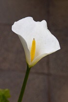 Plants, Flowers, Single White Lily, Arum lily, Calla lily, Arum growing outdoor in garden. Flora