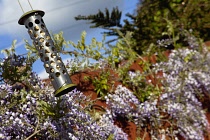 Bird feeder hanging in front of Wisteria, Wisteria sinensis, growing outdoor in garden. Flowers Flora Plants