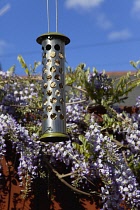Bird feeder hanging in front of Wisteria, Wisteria sinensis, growing outdoor in garden. Flowers Flora Plants