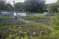England, Oxford, Port Meadow, Allotments and community gardening. Port Meadow, Oxford Oxfordshire