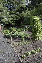 England, County Durham, Beamish, Typical 1940's Wartime Allotment garden.