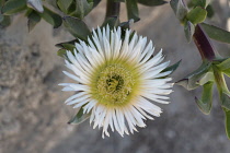 Plants,  A flower of the ice plant or sour fig, Carpobrotus edulis, an invasive species originally from South Africa. Flowering ice plant in Caesarea National Park in Israel. Flowers