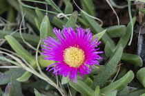 Plants, A flower of the ice plant or sour fig, Carpobrotus edulis, an invasive species originally from South Africa. Flowering ice plant in Caesarea National Park in Israel. Flowers