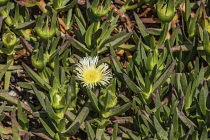 Plants, A flower of the ice plant or sour fig, Carpobrotus edulis, an invasive species originally from South Africa. Flowering ice plant in Caesarea National Park in Israel. Flowers