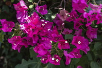 Israel, Mount of the Beatitudes, Bougainvillea flowers on the grounds of the Church of the Beatitudes near Tabgha and Capernaum. Bougainvillea flowers in bloom on the Mount of the Beatitudes in Galile...