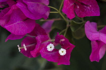 Israel, Mount of the Beatitudes, Bougainvillea flowers on the grounds of the Church of the Beatitudes near Tabgha and Capernaum. Bougainvillea flowers in bloom on the Mount of the Beatitudes in Galile...