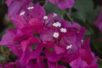 Israel, Mount of the Beatitudes, Bougainvillea flowers on the grounds of the Church of the Beatitudes near Tabgha and Capernaum. Bougainvillea flowers in bloom on the Mount of the Beatitudes in Galile...