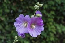 Israel, Caesarea Philippi, Hermon Springs Nature Reserve, A Bristly Hollyhock or Galilee Hollyhock, Alcea setosa, in bloom in the Herman Stream (Banyas) Nature Reserve in Galilee in northern Israel. I...