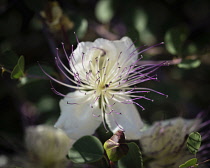 Israel, Jerusalem, Mount of Olives, A caper flower, also called Flinders rose, Capparis spinosa, in bloom. The flower of a caper plant in Israel.