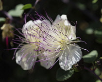 Israel, Jerusalem, Mount of Olives, A caper flower, also called Flinders rose, Capparis spinosa, in bloom. The flower of a caper plant in Israel.