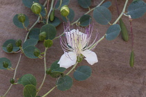 Jordan, Petra, A caper flower, also called Flinders rose, Capparis spinosa, in bloom amid the ruins. Petra Archeological Park is a Jordanian National Park and a UNESCO World Heritage Site. The flower...