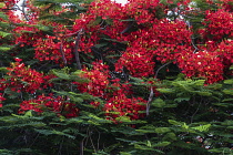 Israel, Tiberius, A Royal Poinciana, Flame Tree or Flamboyant Tree, Delonix regia, in bloom in Tiberius, a resort town on the shore of the Sea of Galilee. Red flowers cover a Flame Tree in Tiberius