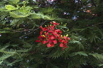 Israel, Tiberius, A Royal Poinciana, Flame Tree or Flamboyant Tree, Delonix regia, in bloom in Tiberius, a resort town on the shore of the Sea of Galilee. Red flowers cover a Flame Tree in Tiberius