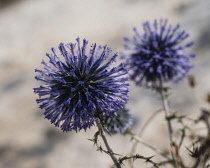 Israel, Galilee, Nazareth, Common Globe Thistle, Echinops adenocaulos. Common Globe Thistle in Israel.