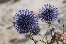 Israel, Galilee, Nazareth, Common Globe Thistle, Echinops adenocaulos. Common Globe Thistle in Israel.