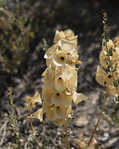 Israel, Bet She'an, Bet She'an National Park, Molucca Balm, Shell Flower, or Bells of Ireland - Moluccella laevis, is a member or the mint family and is native to Turkey, the Caucasus and the Levant....