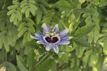 Palestine, Bethany, A Passionflower, Genus Passiflora, in bloom in the town of Bethany in the West Bank of the Occupied Palestinian Territory. A passionflower in bloom in Palestine.