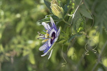 Palestine, Bethany, A Passionflower, Genus Passiflora, in bloom in the town of Bethany in the West Bank of the Occupied Palestinian Territory. A passionflower in bloom in Palestine.