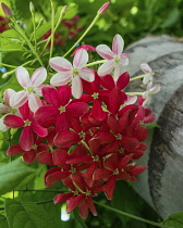 Israel, Tiberius, Rangoon creeper or Chinese honeysuckle, Combretum indicum, on the gardens of a hotel in Tiberius in Israel. It is native to Asia but is widely cultivated elsewhere. In Asia, it is us...