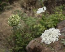 Israel, The flowers and a seed head of a wild carrot, also known as Queen Anne's Lace, Daucus carota, Daucus maxima, in the Tel Dan Nature Reserve in Galilee. The seed head and flowers of a wild carro...