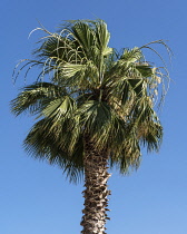 Israel, A Date Palm, Phoenix dactylifera, in the ruins of the Biblical town of Magdala on the shore of the Sea of Galilee. It was the home of Mary Magdalene in the New Testament of the Bible.