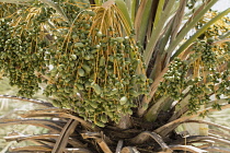 Palestine, Occupied Palestinian Territory, Qasr el Yahud, Date Palm, Phoenix dactylifera, growing next to the Jordan River in the Occupied Terrritory of the West Bank.