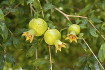 Palestine, Occupied Palestinian Territory, Jericho, Pomegranate fruit, Punica granatum, on a tree in Jericho, Occupied Territory of the West Bank.