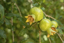 Palestine, Occupied Palestinian Territory, Jericho, Pomegranate fruit, Punica granatum, on a tree in Jericho, Occupied Territory of the West Bank.