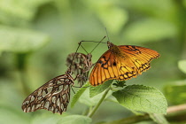 Three Mexican Silverspot Butterflies,  Dione moneta poeyii, on a plant in the Atitlan Nature Reserve near Panajachel, Guatemala.