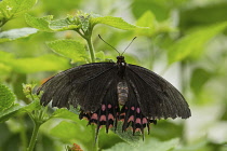 A female Pale-spotted Swallowtail Butterfly, Papilio erostratus, in the Atitlan Nature Reserve near Panajachel, Guatemala.  The females have pink spots, while the males have white ones.  This butterfl...