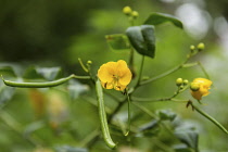 Flowers and  seed pods of a plant of the Genus Senna in the Atitlan Nature Reserve near Panajachel, Guatemala.