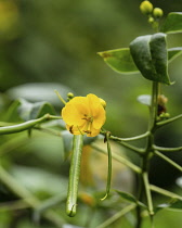 Flowers and  seed pods of a plant of the Genus Senna in the Atitlan Nature Reserve near Panajachel, Guatemala.