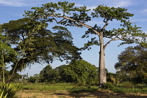 Guyana, Demerara-Mahaica Region, Georgetown, Silk Cotton or Kapok tree, Ceiba pentandra, in the Botanical Gardens. A large agave plant is flowering at left.