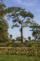 Guyana, Demerara-Mahaica Region, Georgetown, Silk Cotton or Kapok tree, Ceiba pentandra, in the Botanical Gardens. In the foreground are lotus plants.