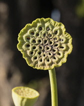 Guyana, Demerara-Mahaica Region, Georgetown, Lotus seed pod, Nelumbo nucifera, in the Botanical Gardens. The lotus flower comes originally from India and is considered sacred to the Hindus and Buddhis...